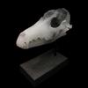 Life-size cast glass coyote skull on slate base